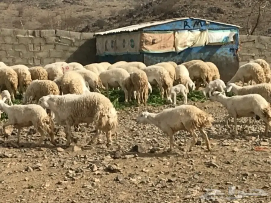 ضان للبيع عددها 200 تحتها 60 (image 3)