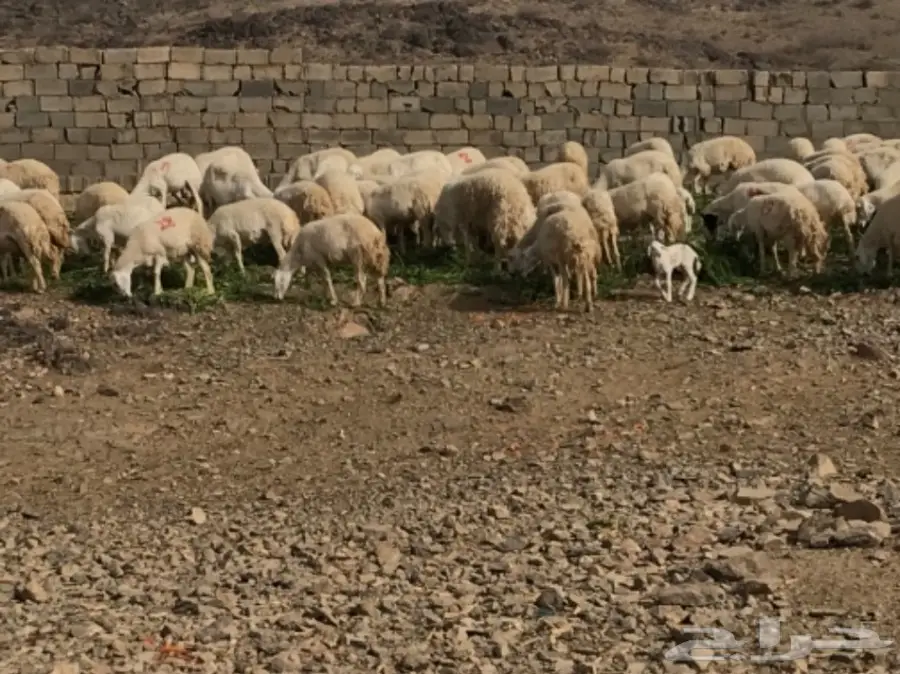 ضان للبيع عددها 200 تحتها 60 (image 4)