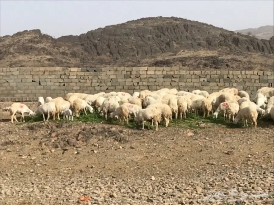 ضان للبيع عددها 200 تحتها 60 (image 5)