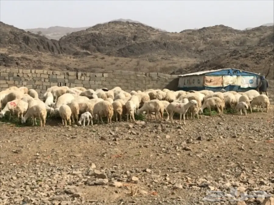 ضان للبيع عددها 200 تحتها 60 (image 6)