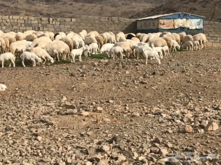 ضان للبيع عددها 200 تحتها 60 (image 7)