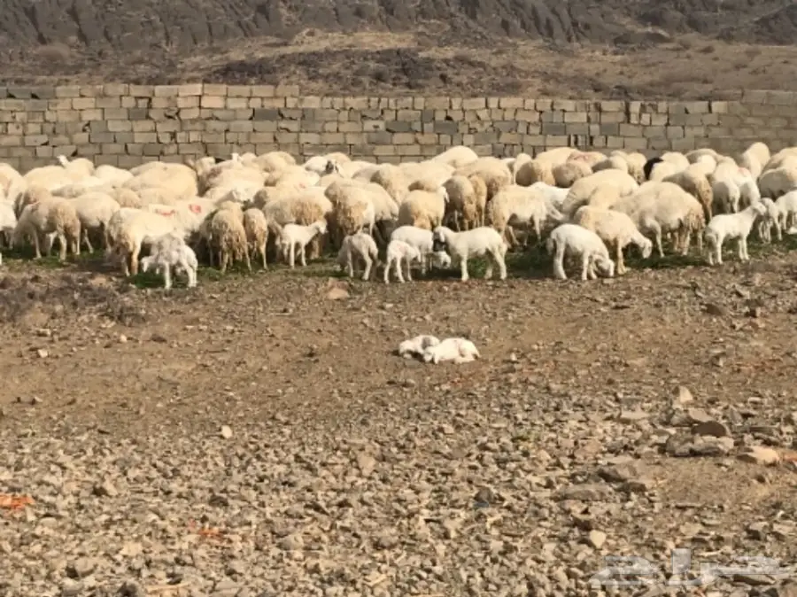 ضان للبيع عددها 200 تحتها 60 (image 8)