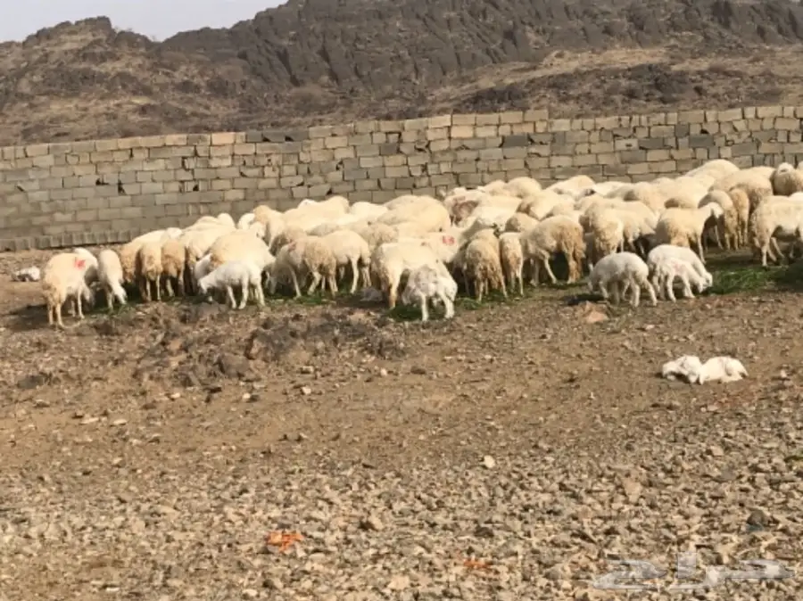 ضان للبيع عددها 200 تحتها 60 (image 9)