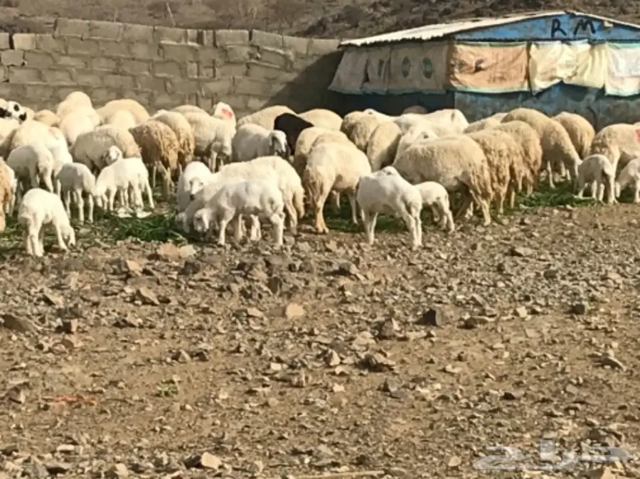 ضان للبيع عددها 200 تحتها 60 (image 10)