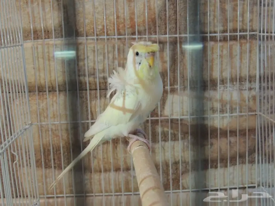 فحل هوقو مستوى حلو  (image 4)