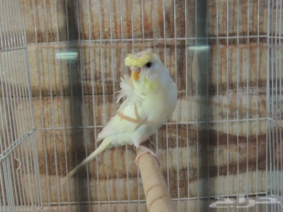 فحل هوقو مستوى حلو  (image 5)