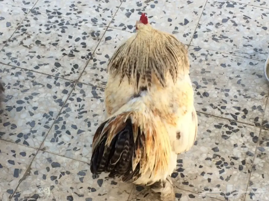 داجاج كوشن  (image 1)