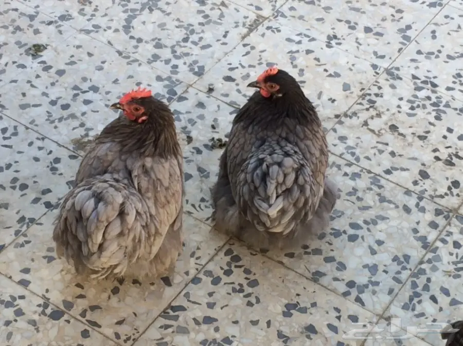 داجاج كوشن  (image 2)