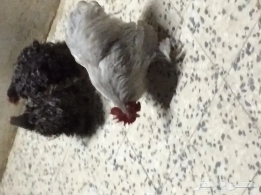 داجاج كوشن  (image 3)