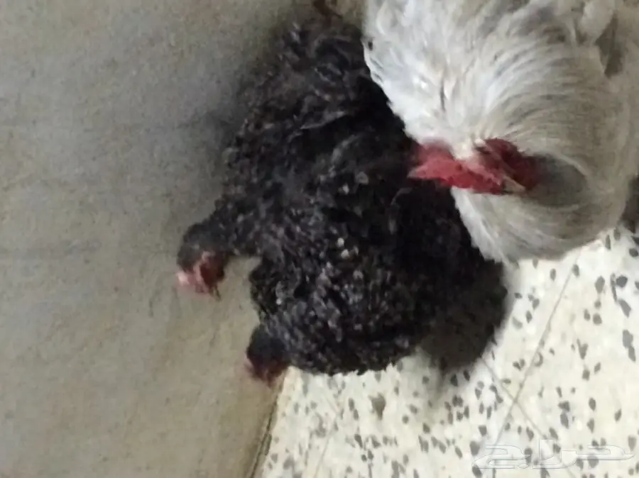 داجاج كوشن  (image 4)