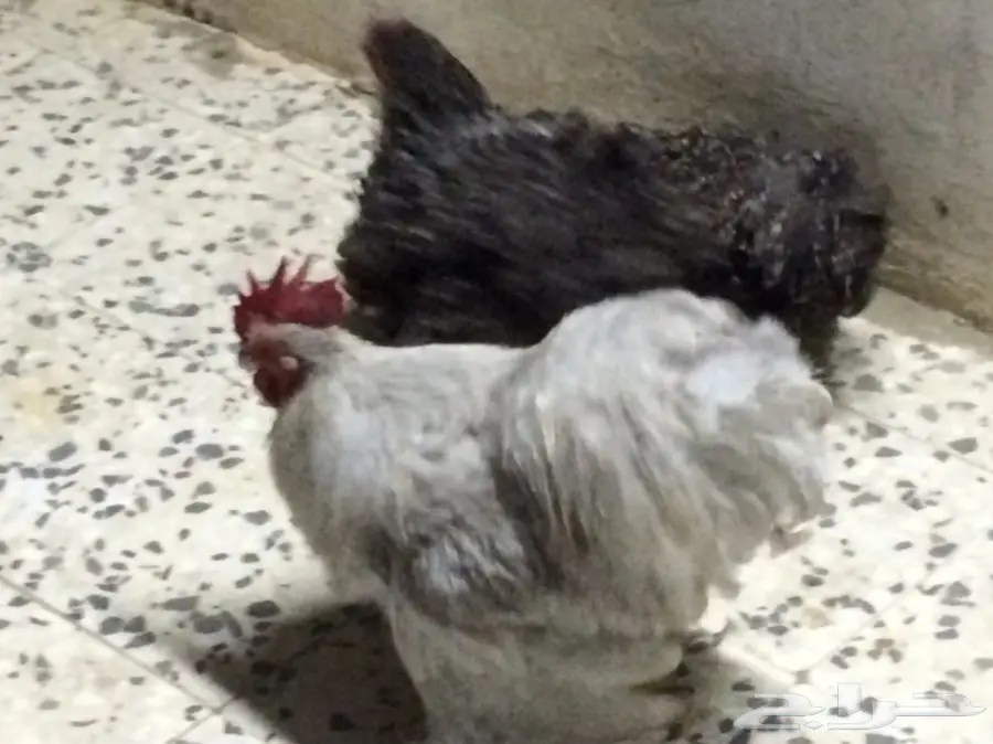 داجاج كوشن  (image 5)