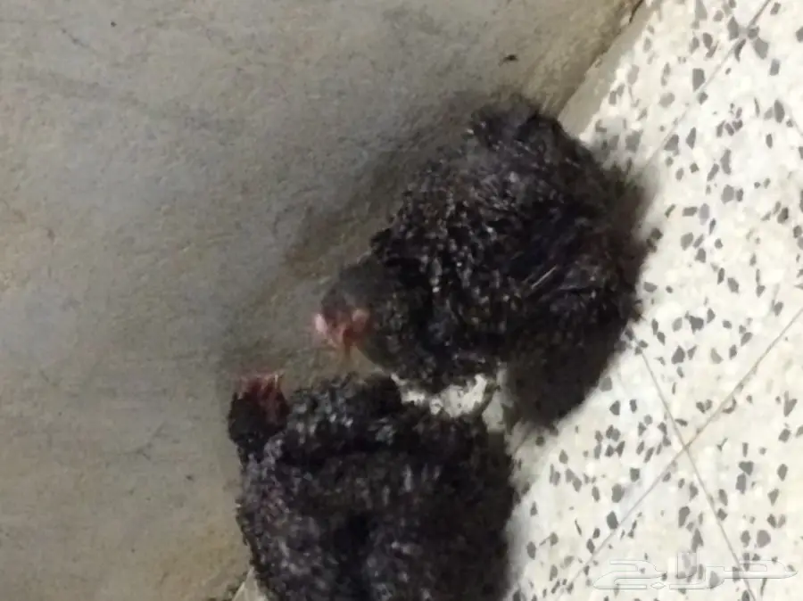 داجاج كوشن  (image 6)