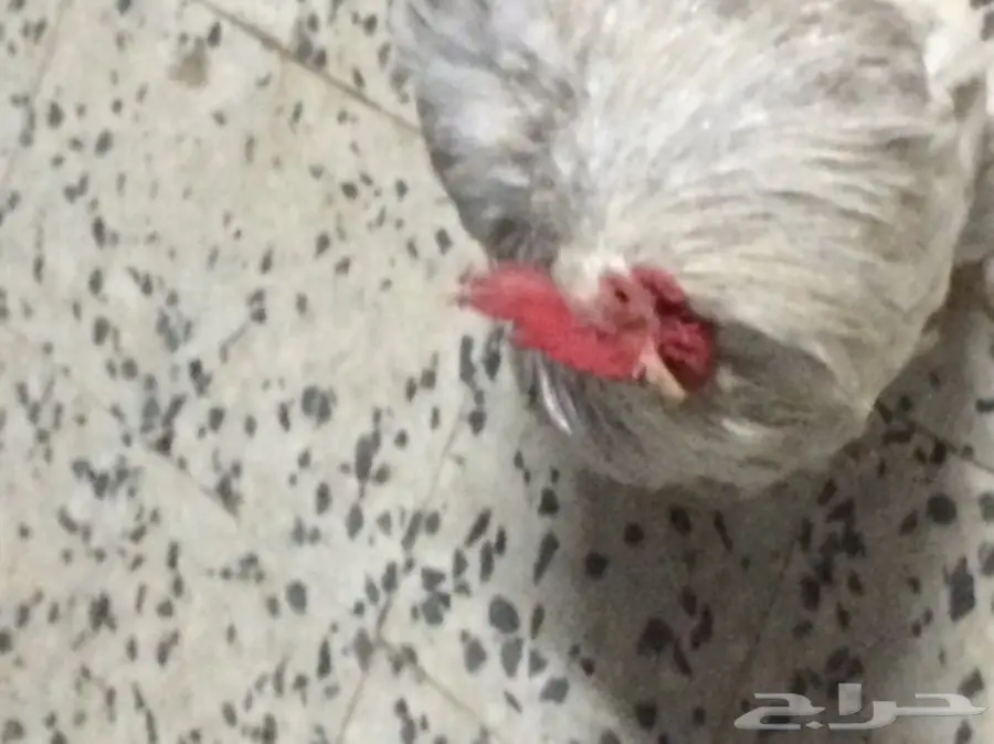 داجاج كوشن  (image 7)