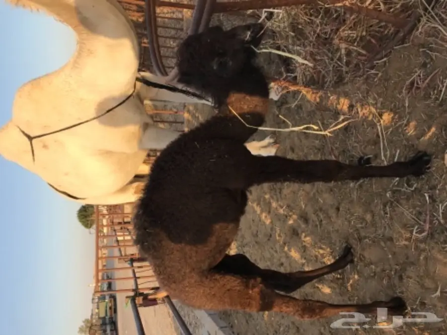 حاشي قيمة خروف