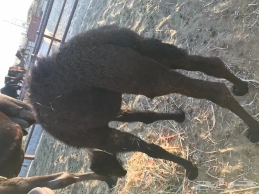 حاشي قيمة خروف (image 1)