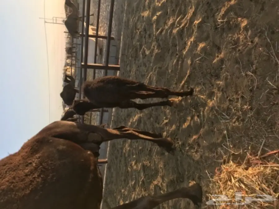 حاشي قيمة خروف (image 2)