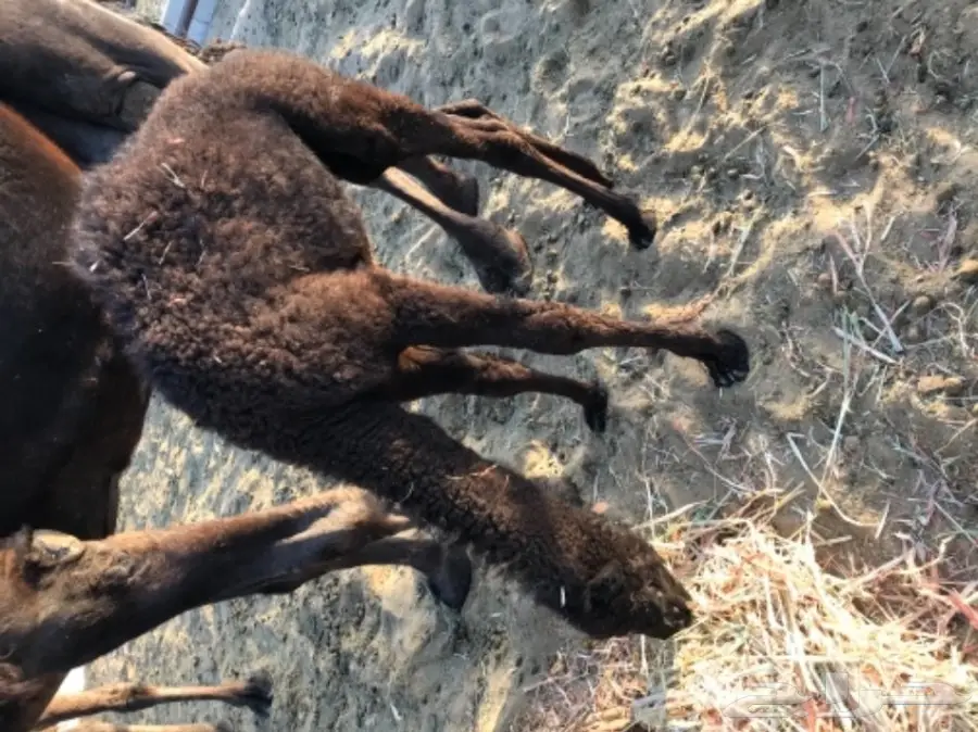 حاشي قيمة خروف (image 3)