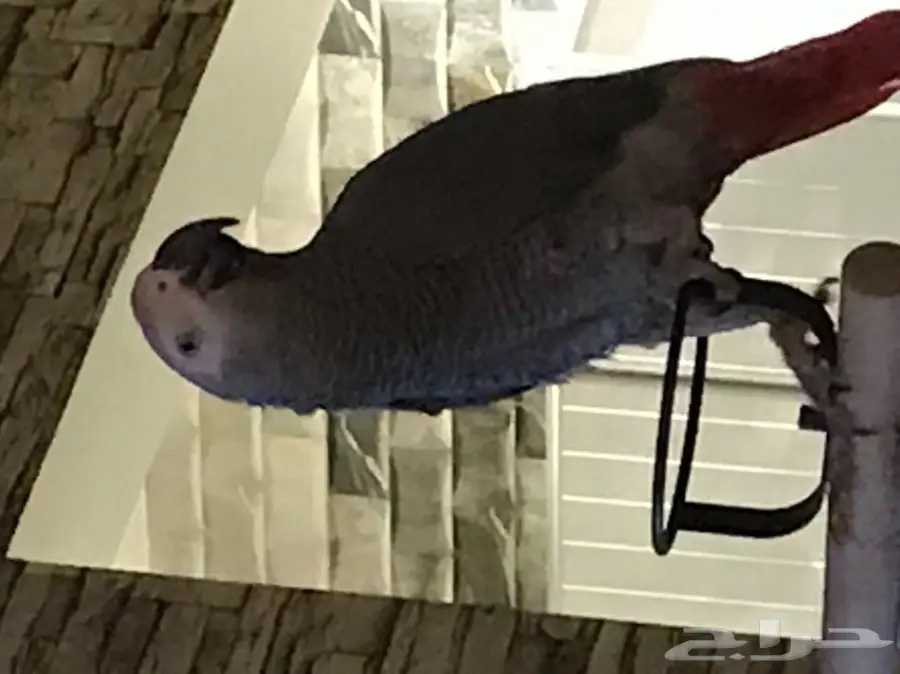 ببغاء للبيع (image 1)