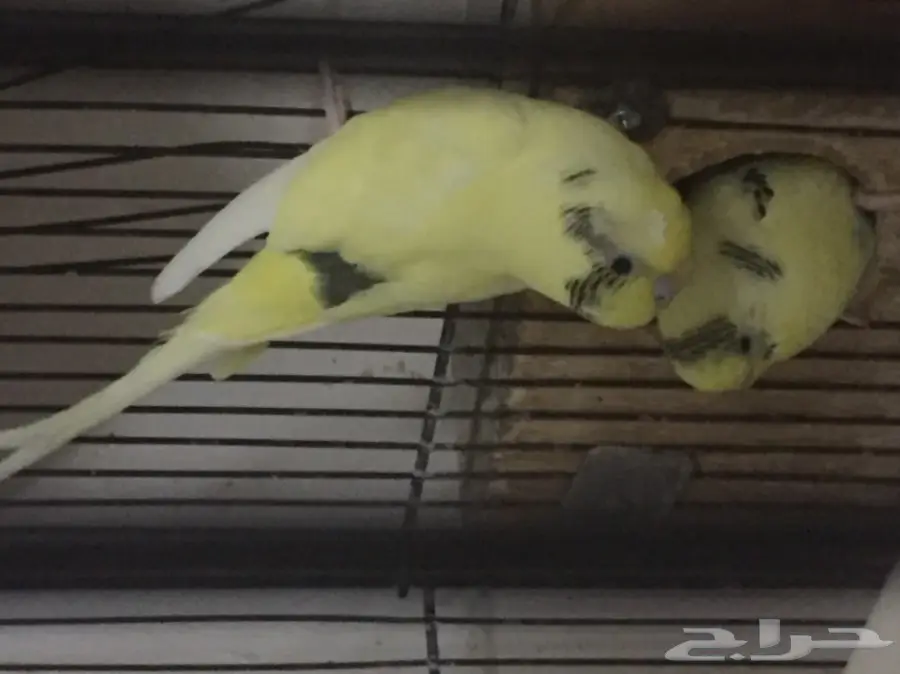 زوج بادجي منتج 