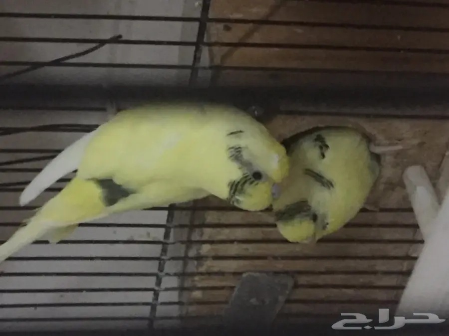 زوج بادجي منتج  (image 1)