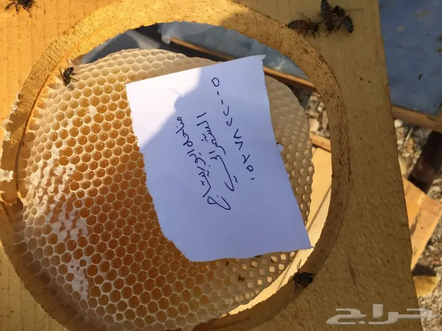 عسل سدر عسل سمر عسل طلح مفحوص مخبريا (image 15)