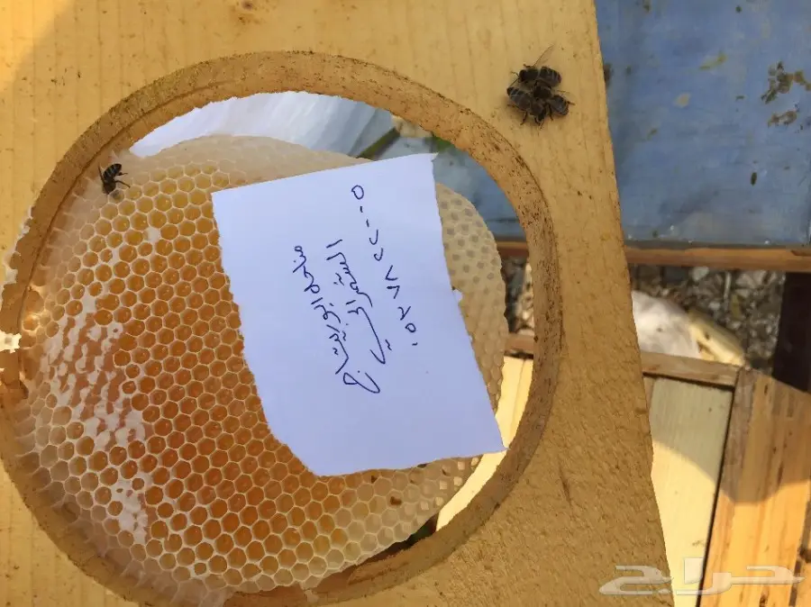 عسل سدر عسل سمر عسل طلح مفحوص مخبريا (image 16)