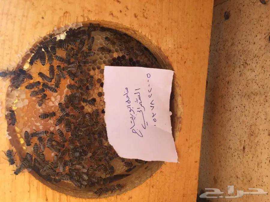 عسل سدر عسل سمر عسل طلح مفحوص مخبريا (image 17)