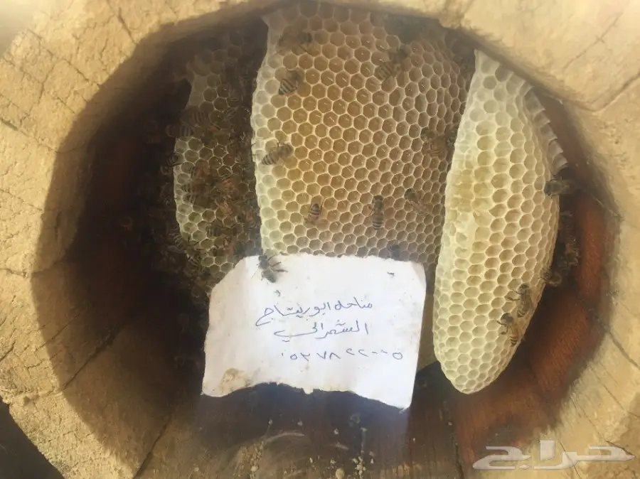 عسل سدر عسل سمر عسل طلح مفحوص مخبريا (image 22)