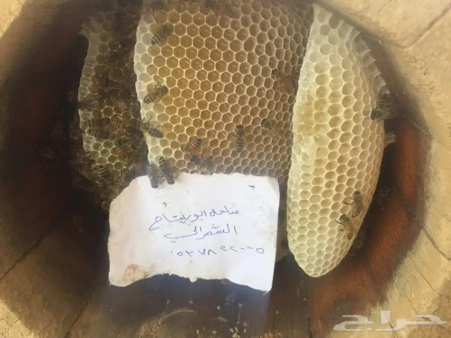 عسل سدر عسل سمر عسل طلح مفحوص مخبريا (image 23)