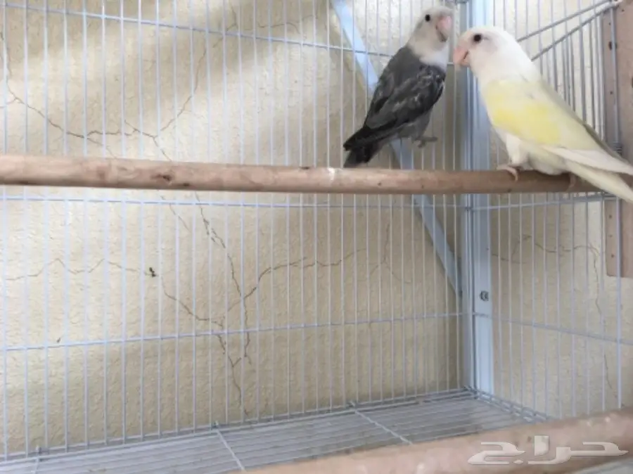 زوج روز منتج.. وذكرين فرديات (Image 1)