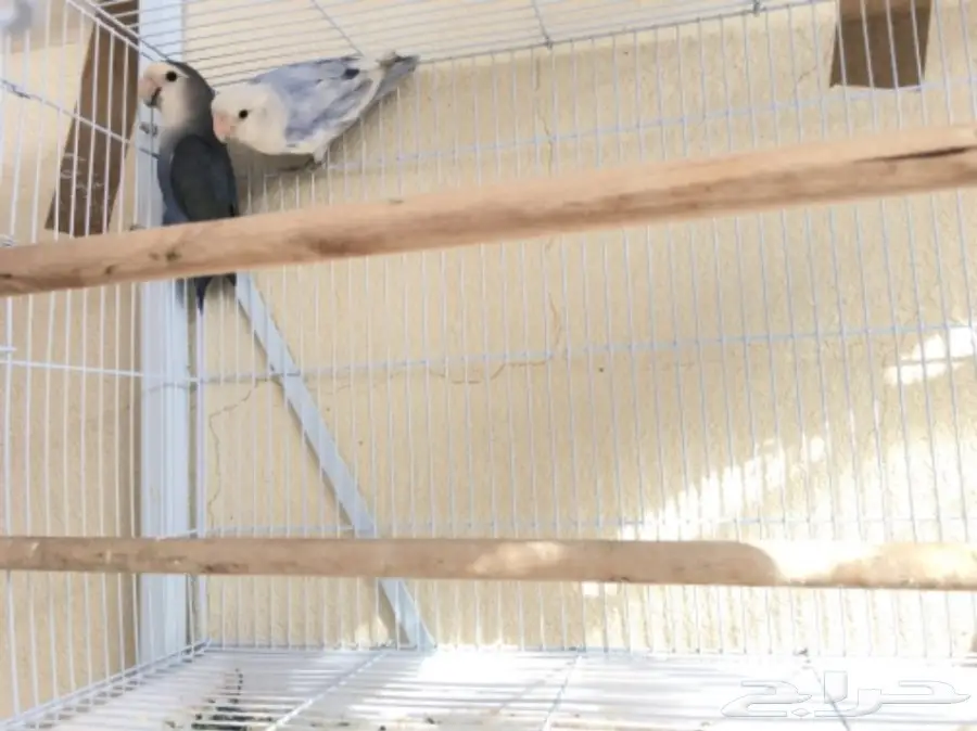 زوج روز منتج.. وذكرين فرديات (image 1)