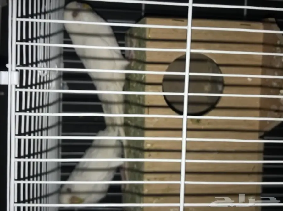 للبيع بادجي البينو منتج عيون حمر جاهز الحين (image 2)