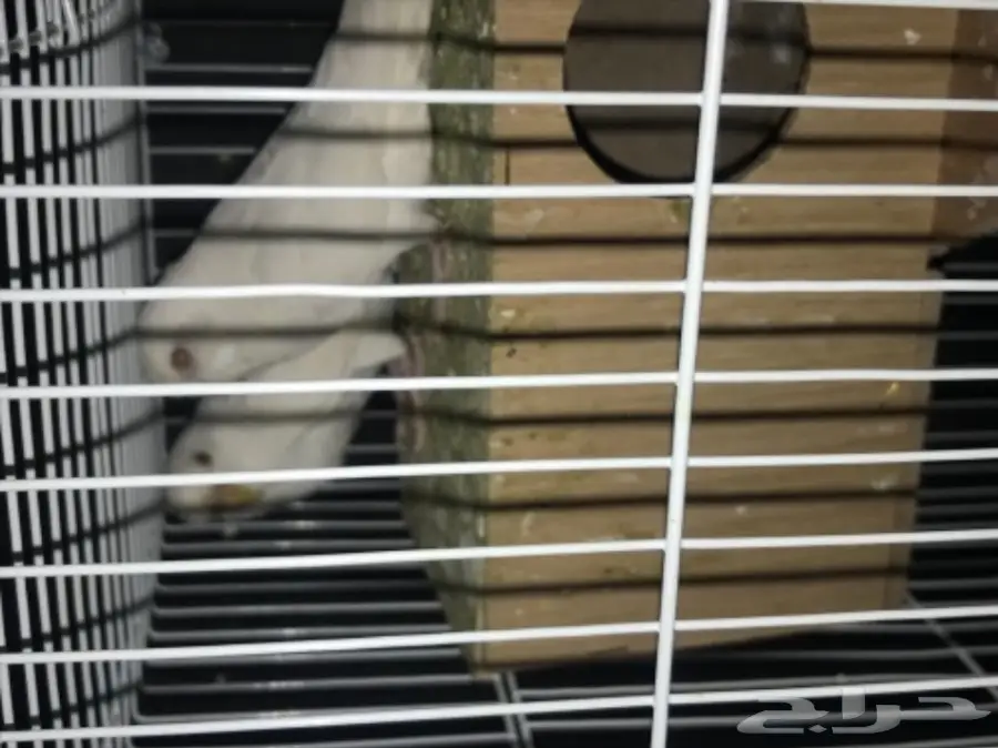 للبيع بادجي البينو منتج عيون حمر جاهز الحين (image 3)