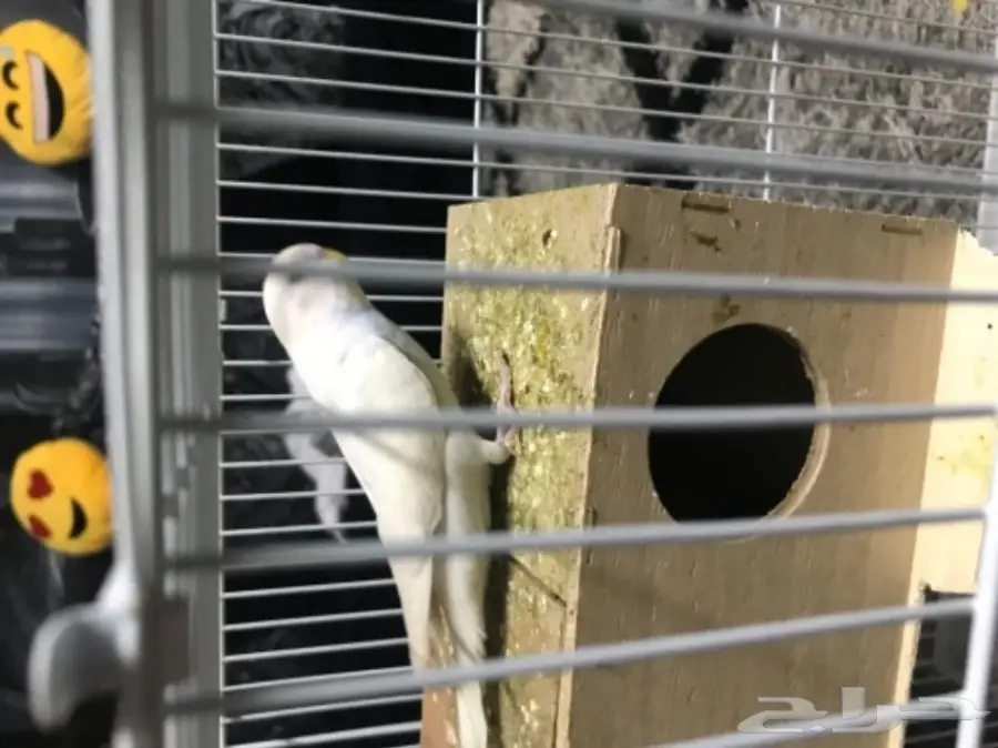 للبيع بادجي البينو منتج عيون حمر جاهز الحين (image 4)