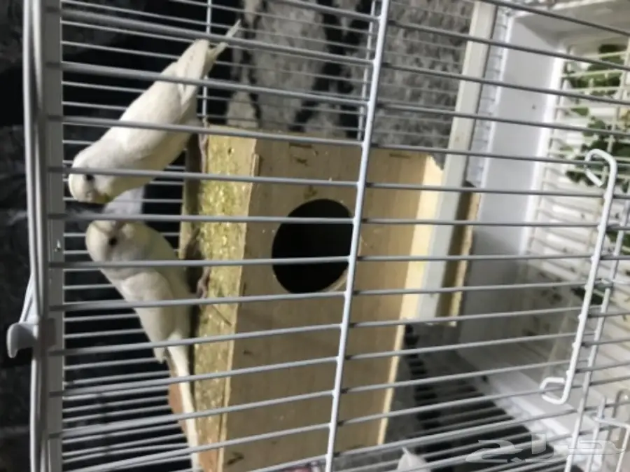 للبيع بادجي البينو منتج عيون حمر جاهز الحين (image 5)