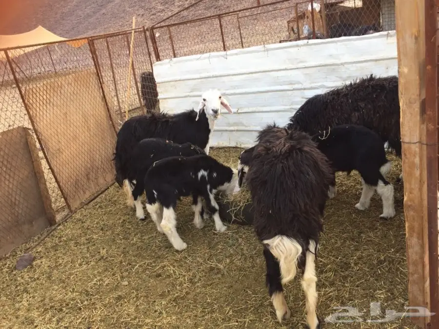 ضان نجد خمس تحتها ثلاث  (image 1)