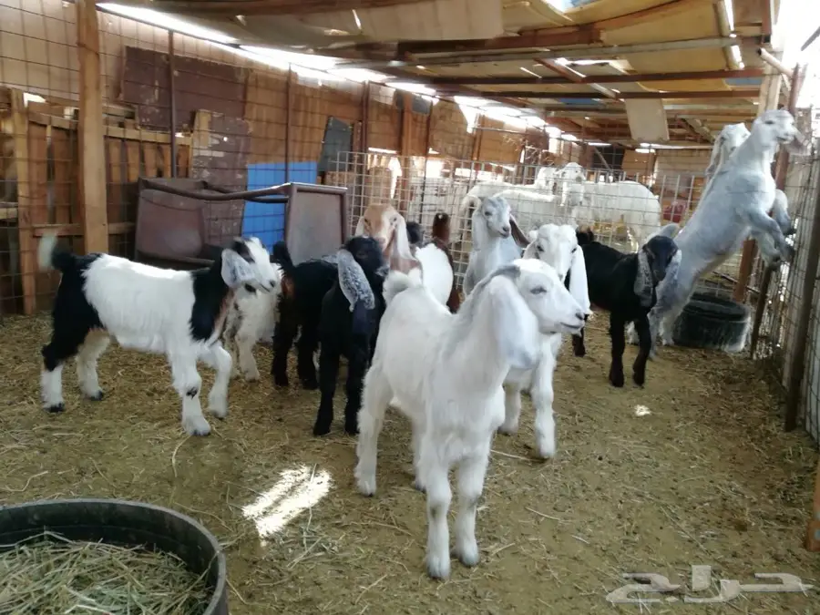 المدينه المنوره  (image 2)