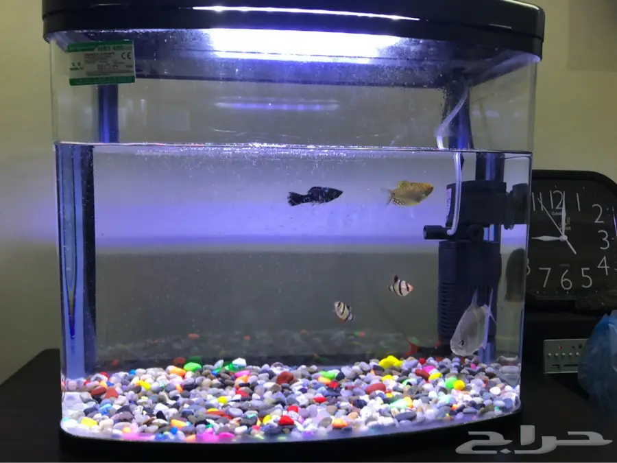 حوض سمك 