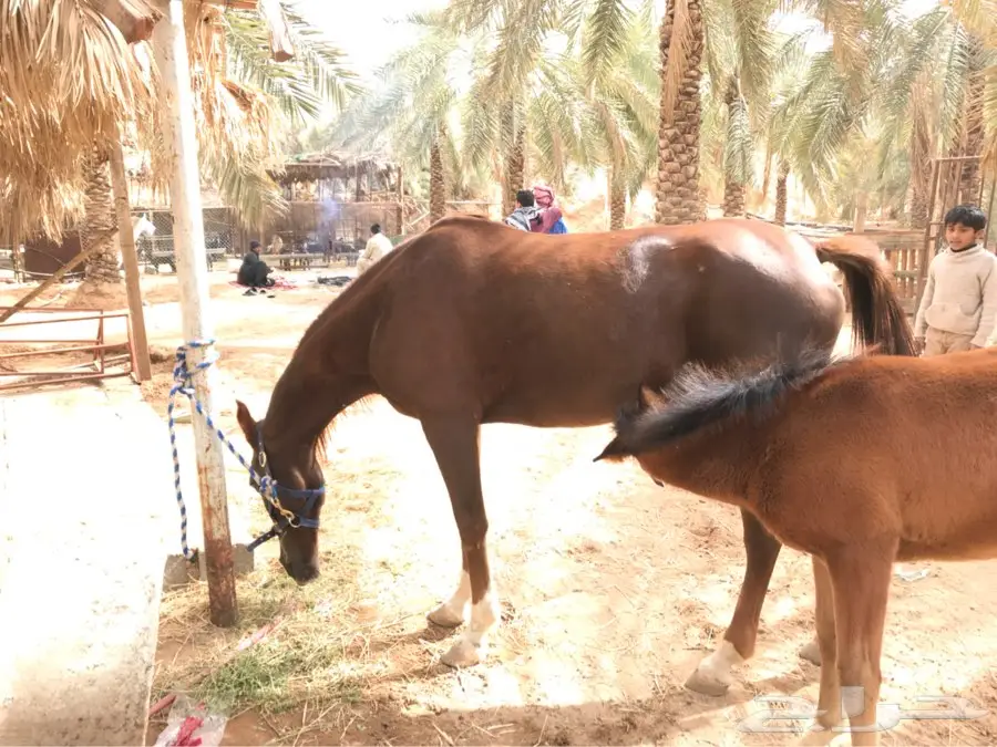 فرس عربية شعبية