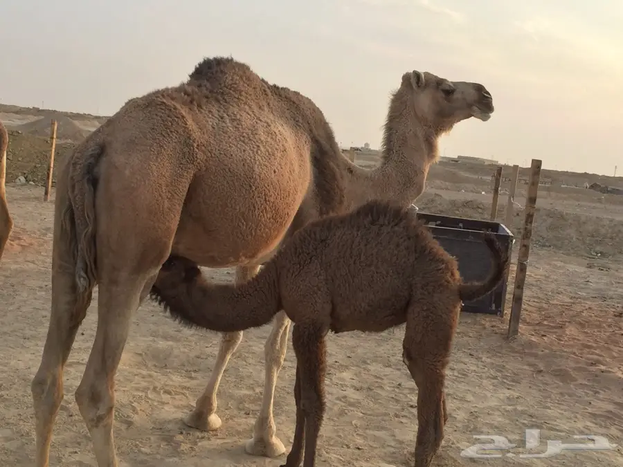 ناقه   خلفه شقحه فوق السدس سالمة العذاري