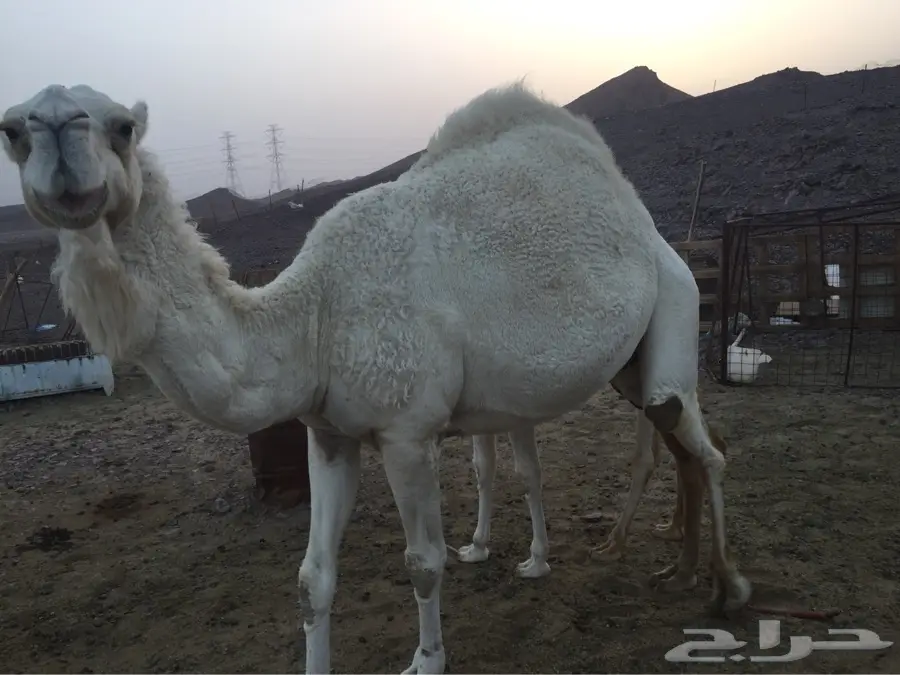 ناقه  للبيع  (image 7)