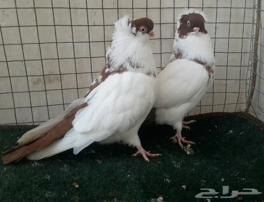 زوج هلمت امريكي  (image 3)