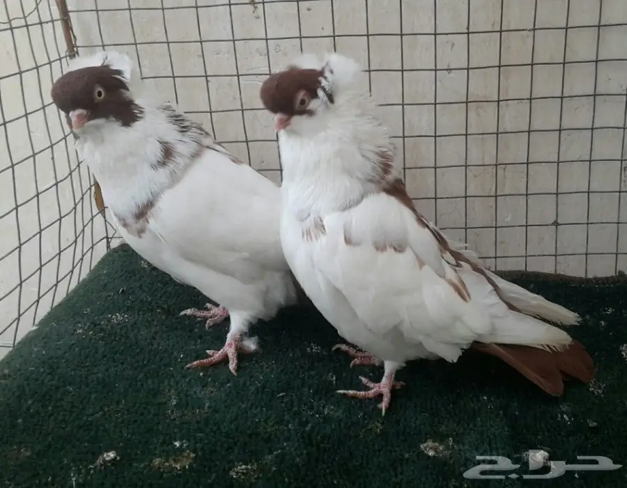 زوج هلمت امريكي  (image 1)