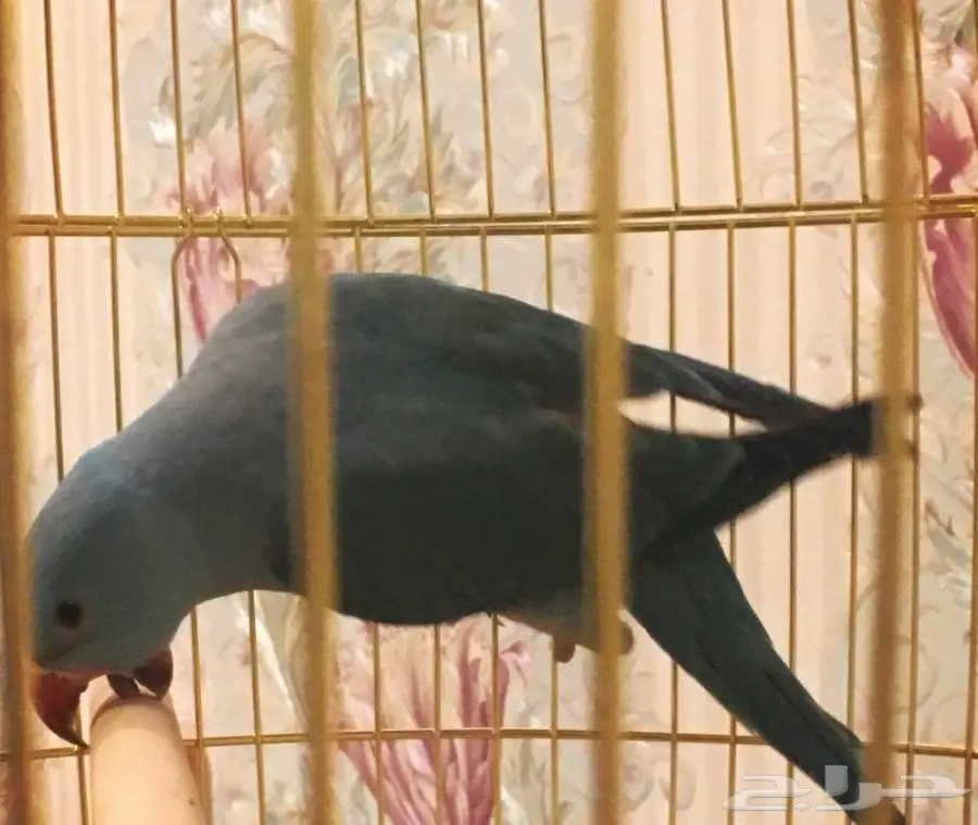 طير ببغاء درة  (image 3)