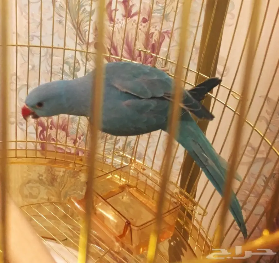 طير ببغاء درة  (image 1)