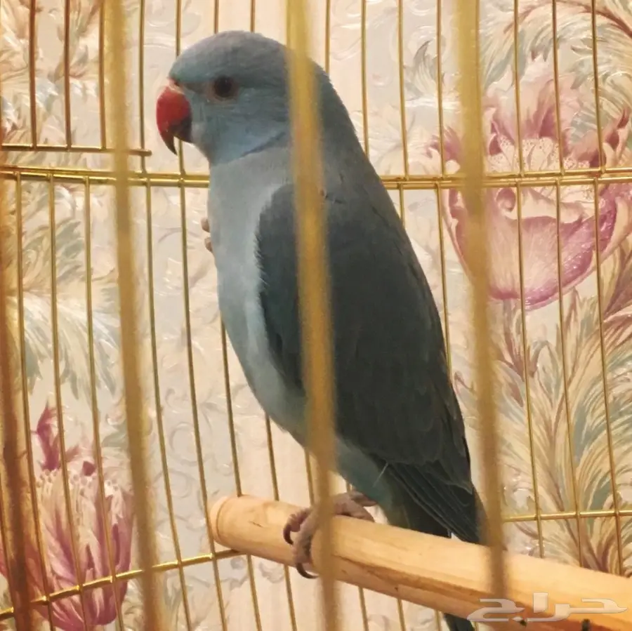 طير ببغاء درة  (image 4)