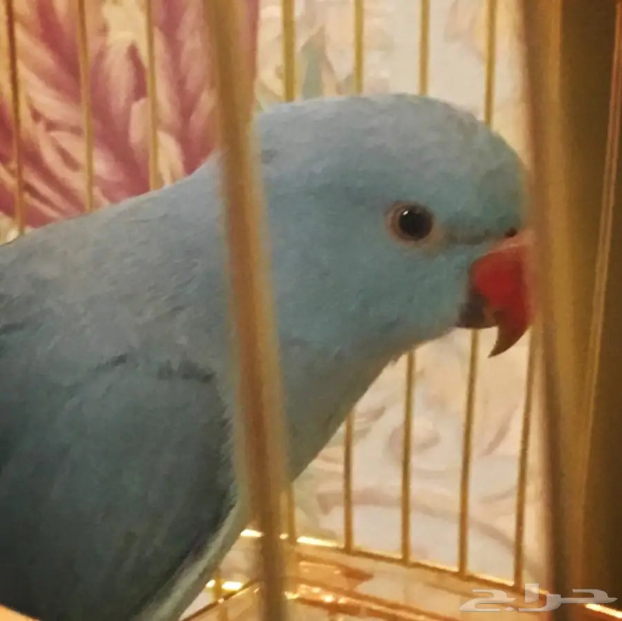 طير ببغاء درة  (image 5)