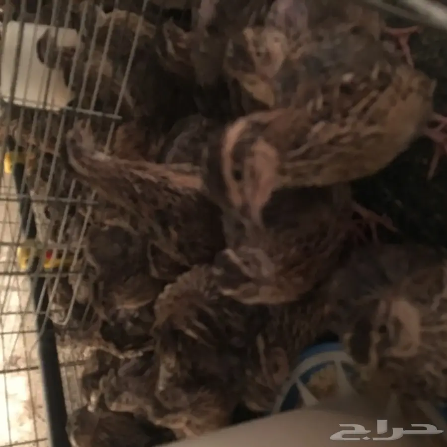 سمان بسعر مخفض. 