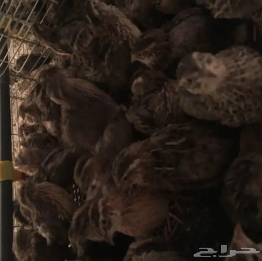 سمان بسعر مخفض.  (image 2)