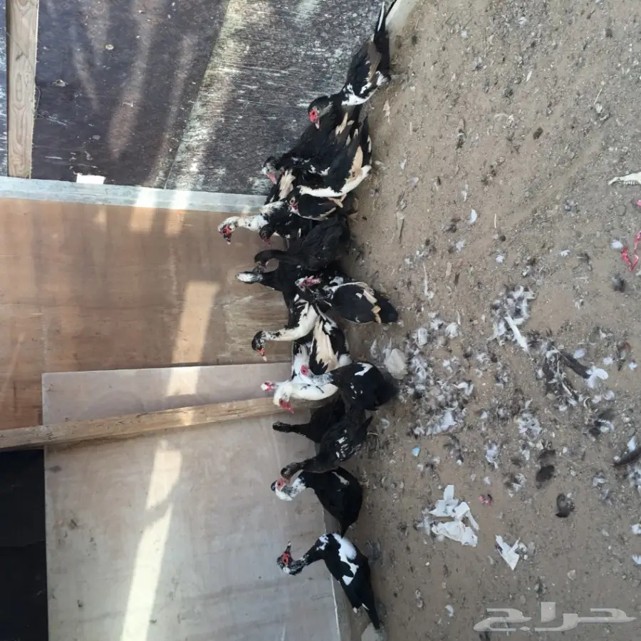 بط  بلدي للبيع (image 1)